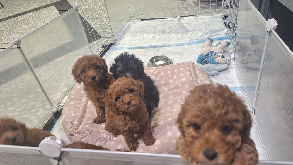 Мини пуделчета /момчета и момичета