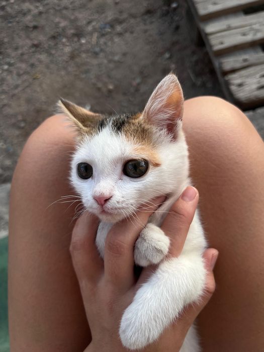 Отдам в хорошие руки