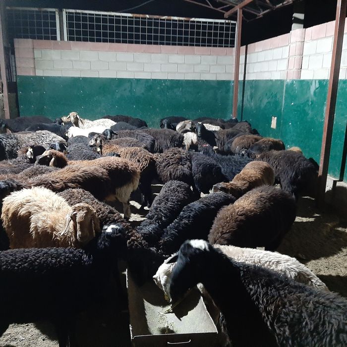 Кой токты тусак кошкар