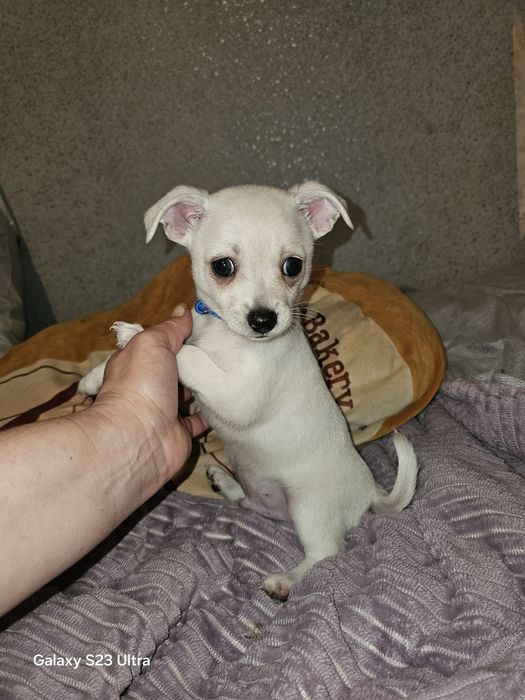 Мальчишка чихуахуа стандарт