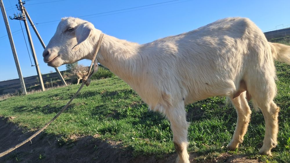 Сүтті ешкі.1 лағымен сатылады