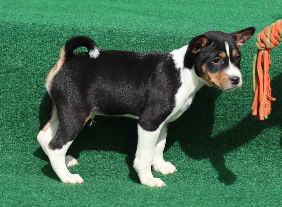 Basenji deosebit cu pedigree