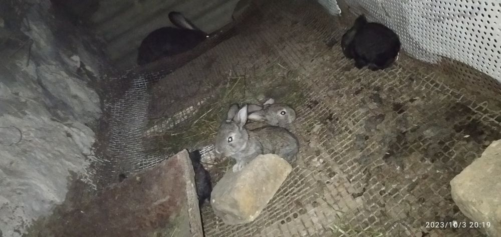 Zotdor quyonlar. Ona bola