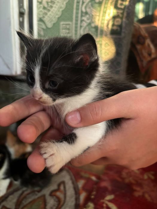 отдам котят в добрые руки
