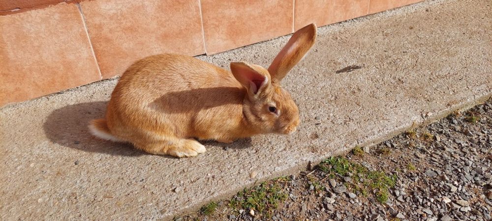 Femela uriaș galben