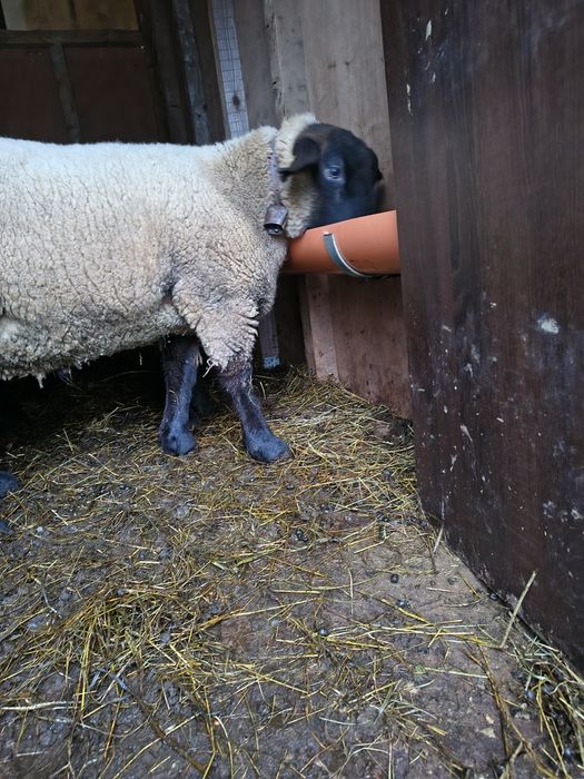 Berbec sufolk de prasila