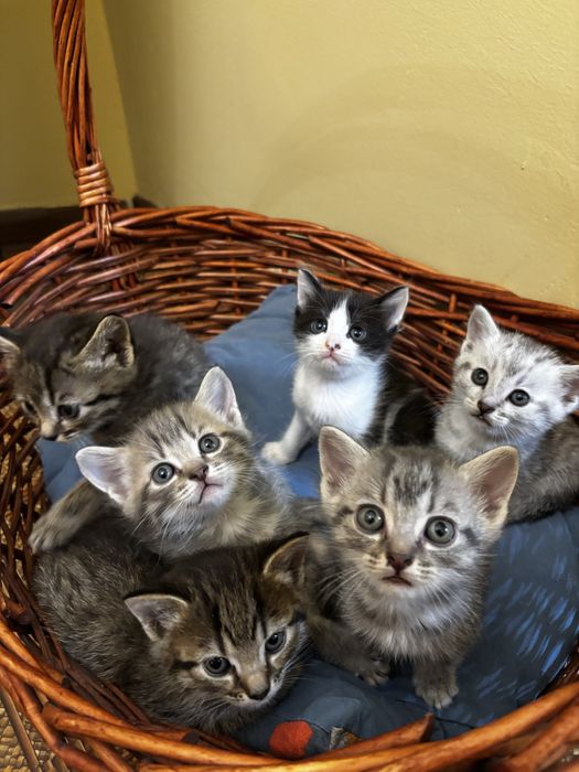 Котята в добрые руки