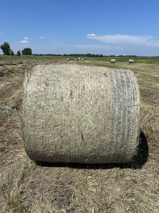 Продам сено в рулонах