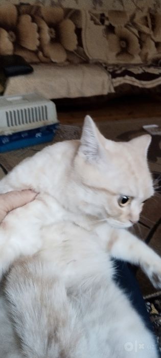 Вязкая с золотистая шиншила!