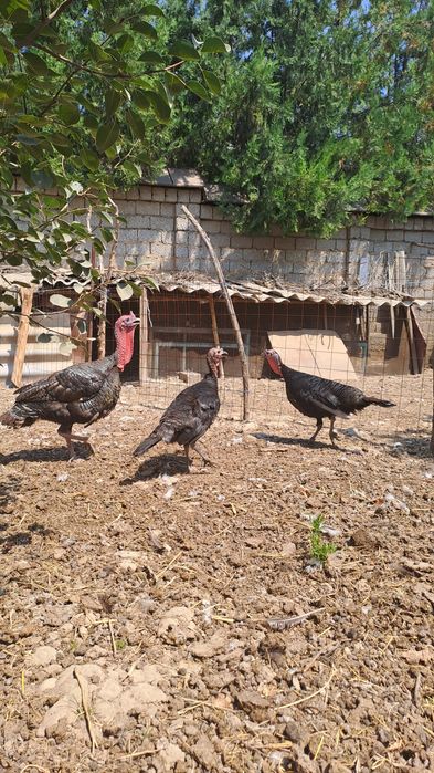 Черняевкада куркалар сотилади,.