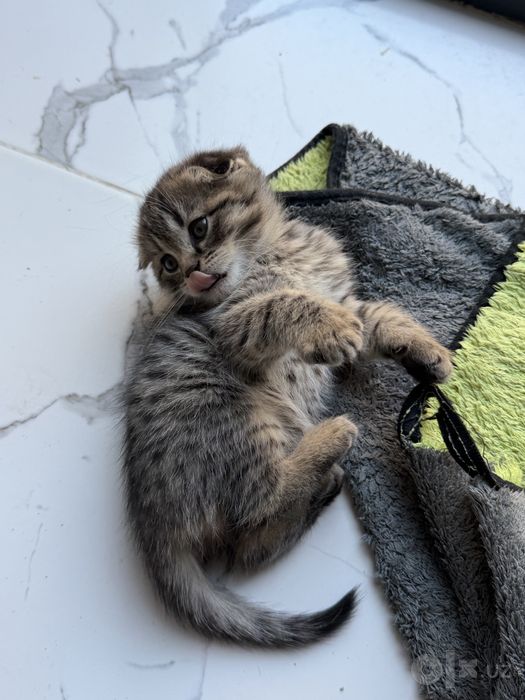 Котята скотиш фолда и скотиш страйта