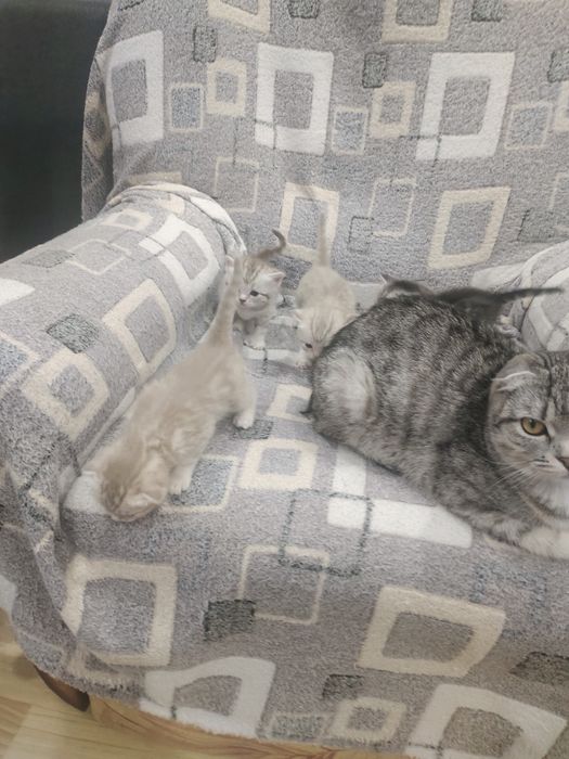 Котята шотландские вислоухие