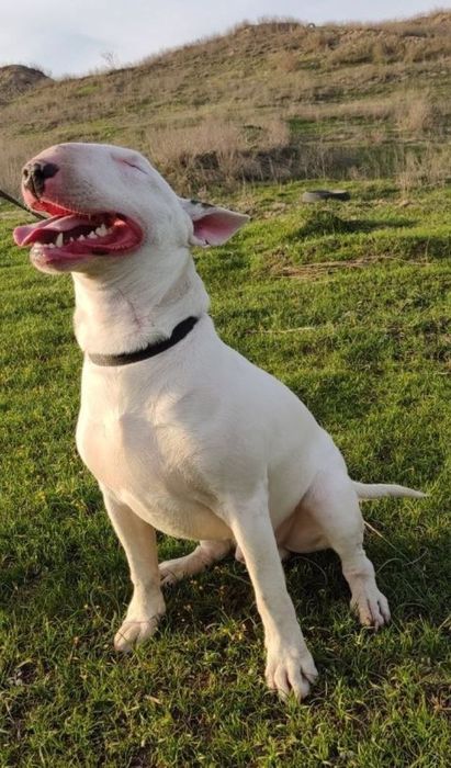 Щенки Бультерьера