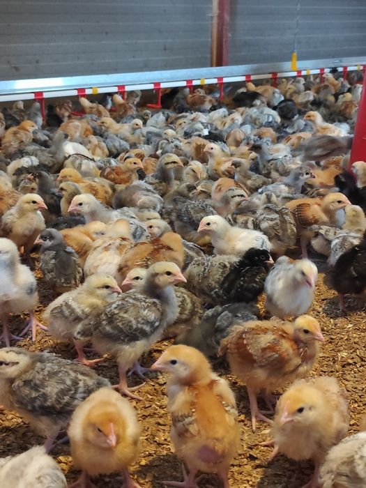 Pui rasă mixtă carne-ouă vaccinați