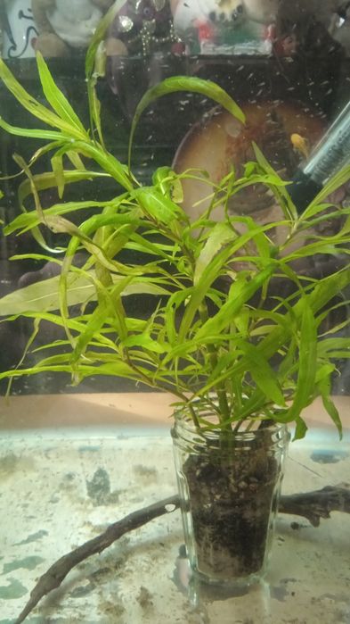 Ростение гигрофила лимоник