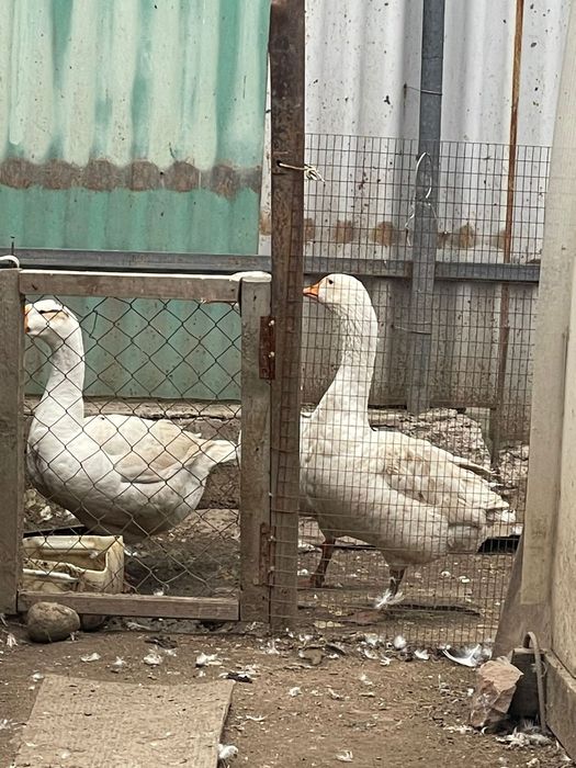 Индоутки (селезень ) Гуси и куры