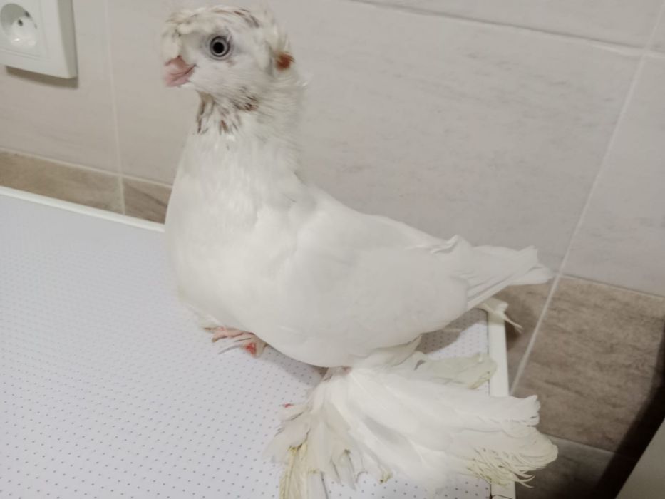 Продам    голубя