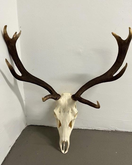 Трофей от Елен, лов и риболов