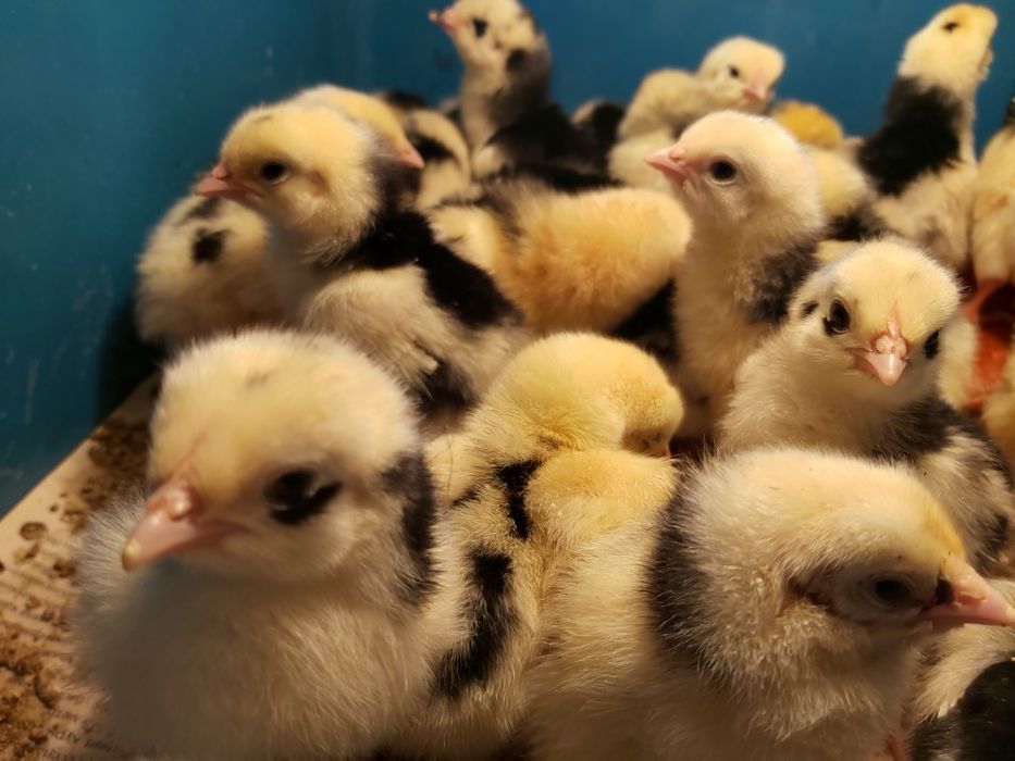 Продам домашних цыплят