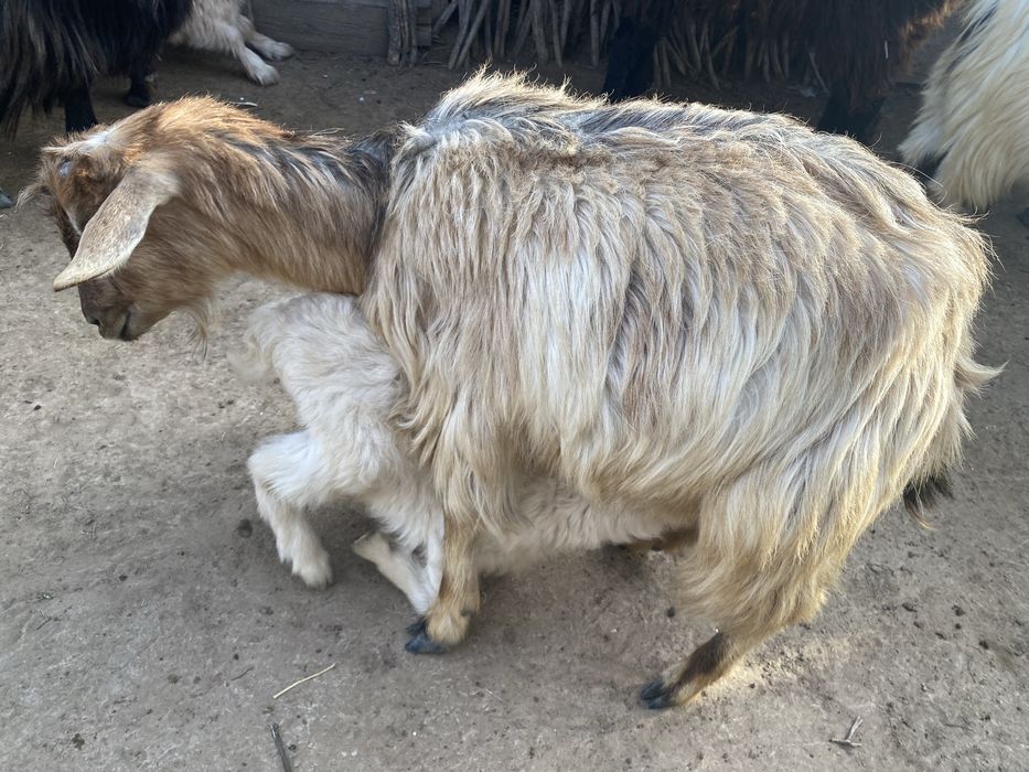 Лақты ешкілер сатылады