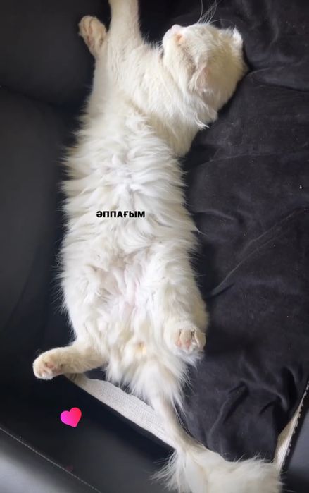 Вязка. Турецкая ангора. Вислоухий.