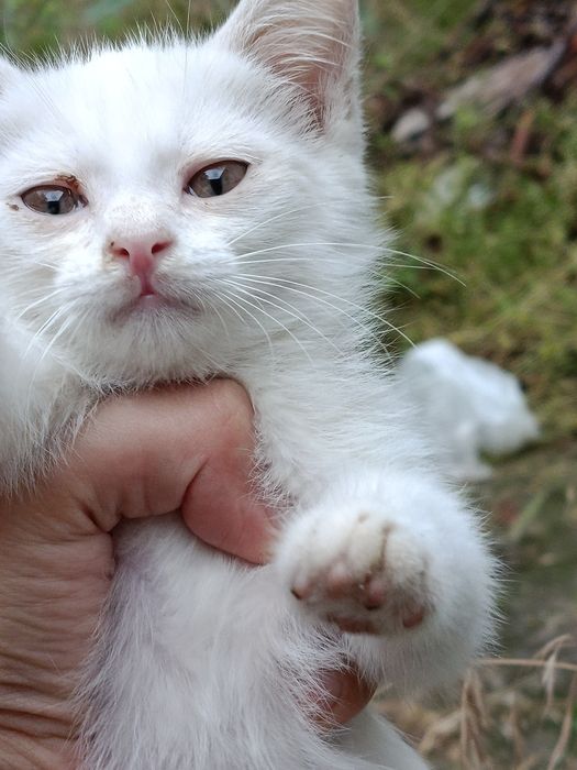 Котик маленький игривый