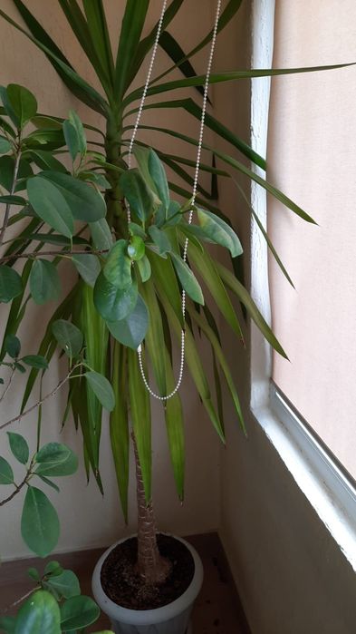 Продам Комнатные цветы