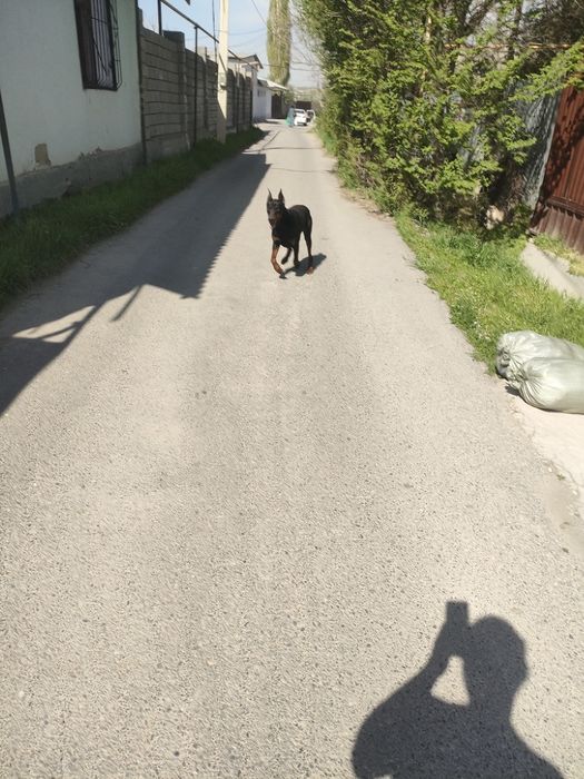 Доберман собака собака