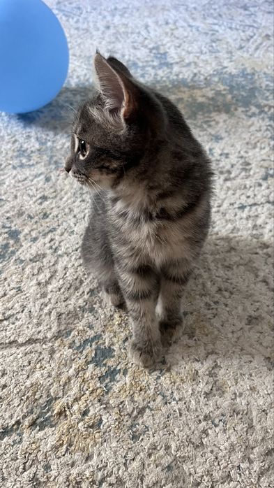 Отдам котенка в добрые руки!!!