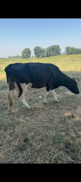 Ona bola sigirlar sotiladi