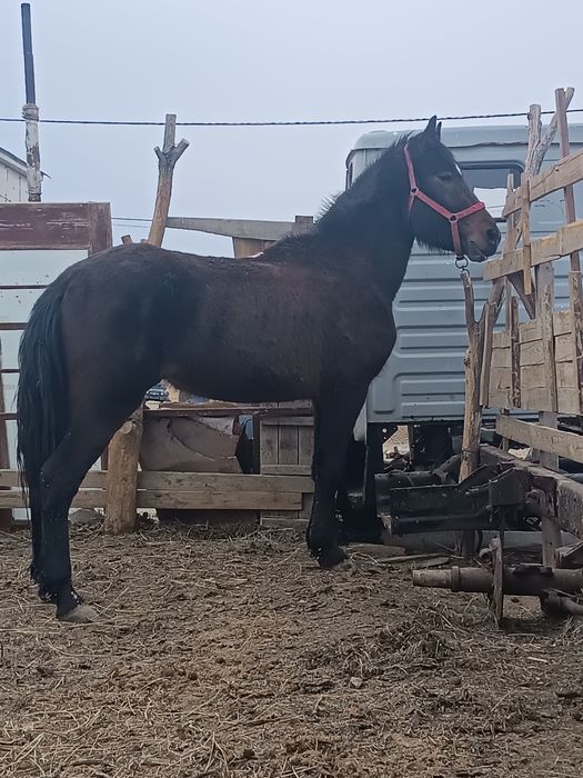 Дөнең бас біледі Полтарашка бұқаларға Малдарға айырбас