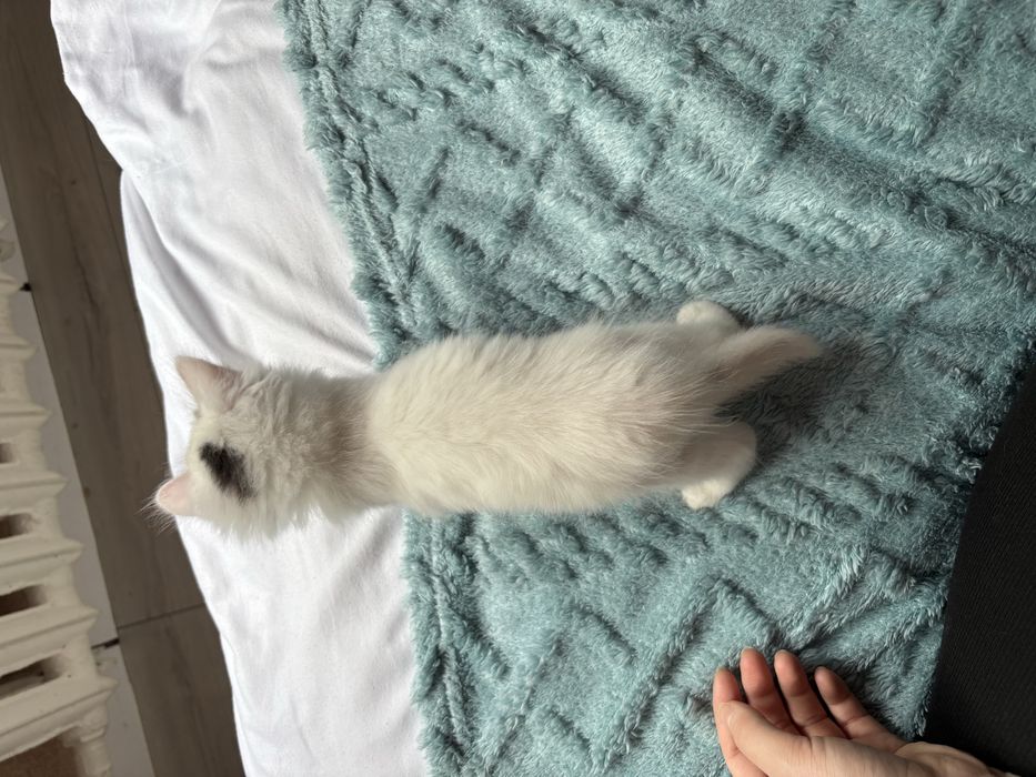 Отдам котят в хорошие руки!