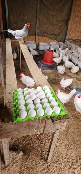 Разпродни яйца от легхорн