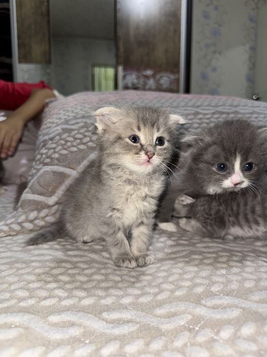 Продаются котята