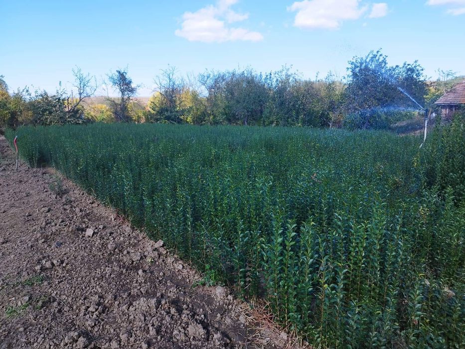 Лигуструм - Жив плет