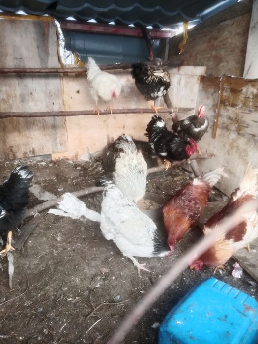 Продам петух продам