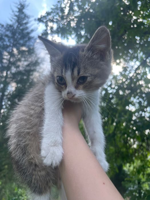 Котята-девочки в добрые руки