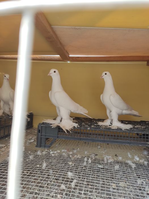 Продам голубей Тебриз
