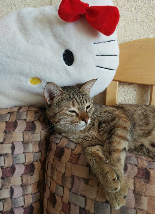 Кошечка в любящую семью