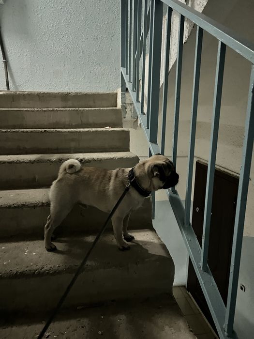 Мопс ищет подружку