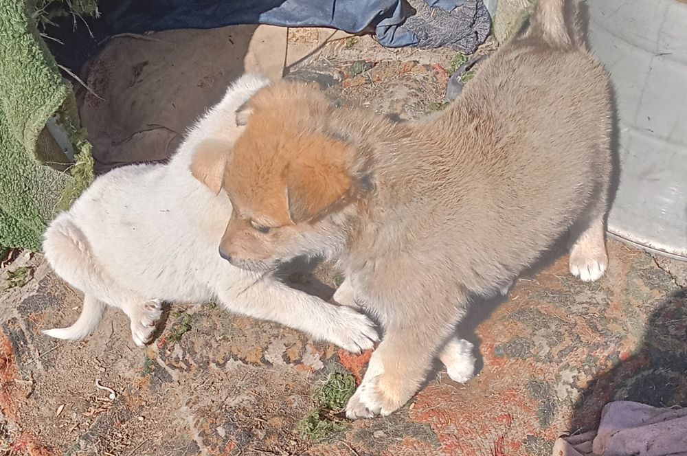Щенки кабель даром