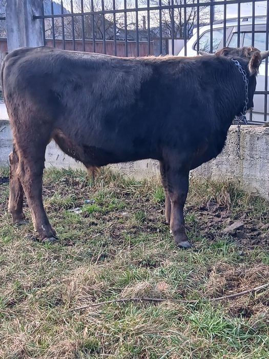 Vând  taur de  un an bun pentru  monta