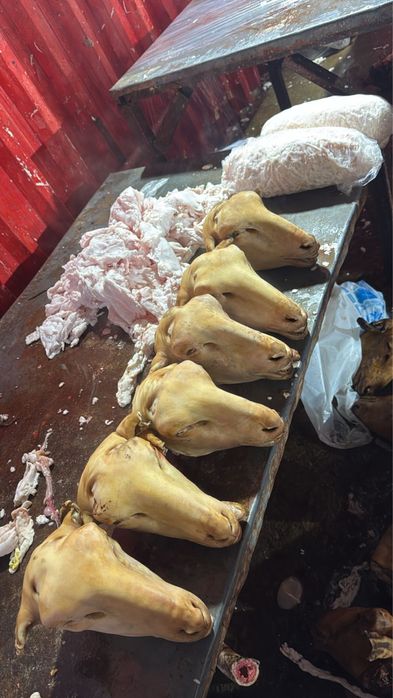 Голова барана койдын басы