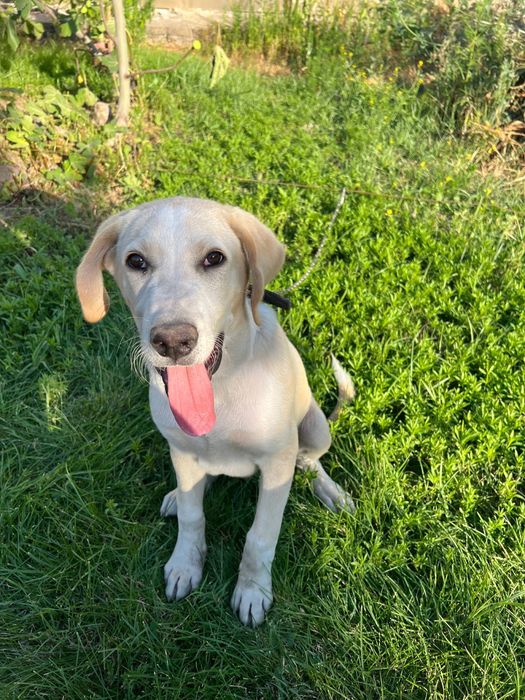 Labrador Retriever sotiladi