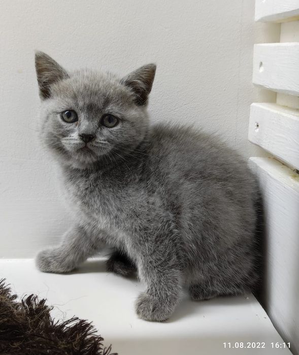 Очаровательные кошечки и котики. Бриташки..