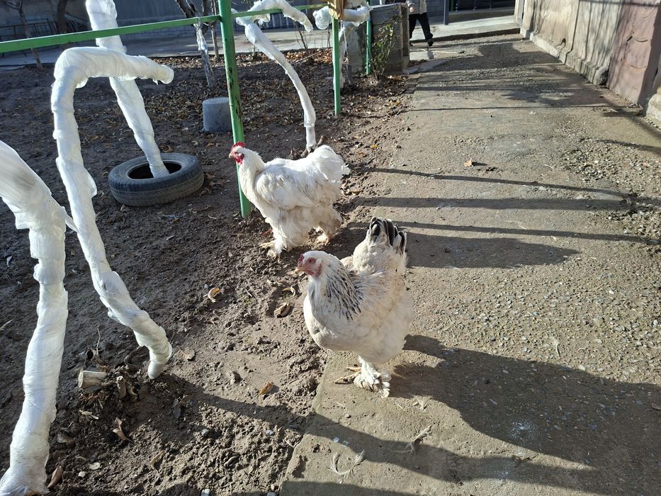 Светлый петух кахин белый