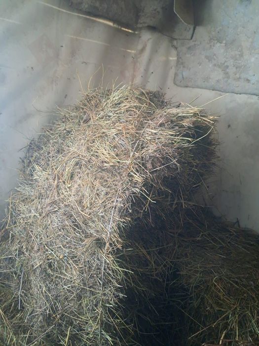 продам сено и обмен кур