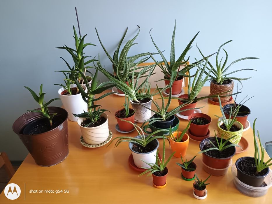 Лечебно алое вера, 2 вида, над 3 - годишни, отлично гледани растения