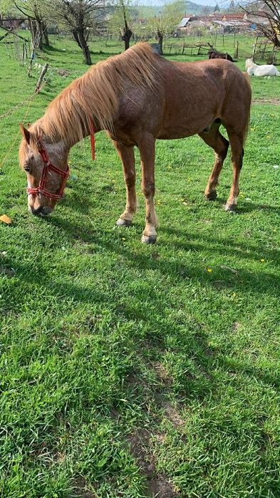 Vând cal castrat de 8 ani garantat de ham
