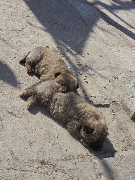 Подарявам 2 женски кученца.